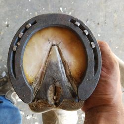 Hammered Horse Hoofcare