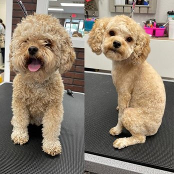 Sonoran Pawz - Pet Groomers Near Me - Scottsdale, Arizona Sonoran Pawz - Pet Groomers Near Me - Scottsdale, Arizona