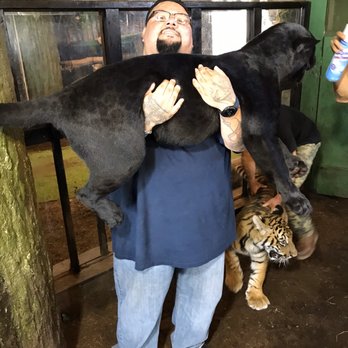 Habana Banana - Holding Big Black Panther while he tried to get Tigers attention - Mexican Near Me - Ensenada, BCN Habana Banana - Holding Big Black Panther while he tried to get Tigers attention - Mexican Near Me - Ensenada, BCN