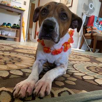 Andrea's K-9 Couture - Musubi is a happy camper!! - Pet Groomers Near Me