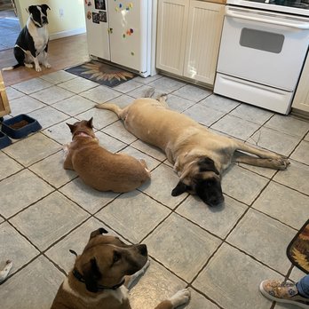 Critter Happiness - Long weekend and dogs all want to be in the kitchen instead of the pens outdoors... - Pet Boarding Near Me