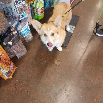 Masters 'n Dogs - Loki, our neighborhood Corgi. Fresh from a bail trim. - Pet Stores Near Me - Ottawa, Ontario Masters 'n Dogs - Loki, our neighborhood Corgi. Fresh from a bail trim. - Pet Stores Near Me - Ottawa, Ontario