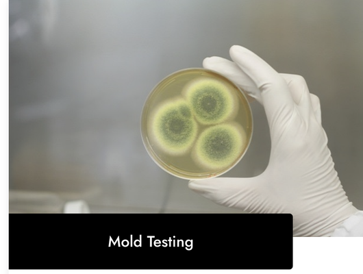 Mold Inspections - What Do We Do? Elite Mold Testing & Assessment offers clients comprehensive reports that include a detailed analysis. Our courteous and compassionate team will guide you through the entire process, from initial assessment to issuing a final clearance, and provide a remediation protocol as needed. Our goal is to deliver five-star mold inspection services that ensure the safety and health of our clients and their loved ones. Our technicians are very experienced and strive to surpass the expectations of our clients with their thorough approach and accuracy.
Call or Text Today for a FREE Quote at (832) 922-4366! Mold Inspections - What Do We Do? Elite Mold Testing & Assessment offers clients comprehensive reports that include a detailed analysis. Our courteous and compassionate team will guide you through the entire process, from initial assessment to issuing a final clearance, and provide a remediation protocol as needed. Our goal is to deliver five-star mold inspection services that ensure the safety and health of our clients and their loved ones. Our technicians are very experienced and strive to surpass the expectations of our clients with their thorough approach and accuracy.
Call or Text Today for a FREE Quote at (832) 922-4366!