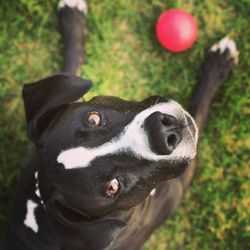 Brooklyn Therapies - Lester the therapy dog (available on request)