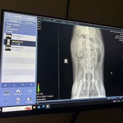 Lake Forest Animal Clinic - The proper scan, her intestines are fine.