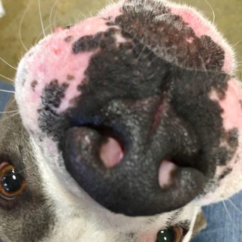 PetSmart - Pet Groomers Near Me - Northridge, California