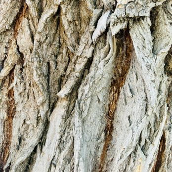 Park City Gardens - Bark of a 5000 year old tree - Nurseries & Gardening Near Me - Park City, Utah Park City Gardens - Bark of a 5000 year old tree - Nurseries & Gardening Near Me - Park City, Utah