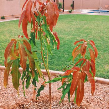 A Tropical Concept Nursery - Nurseries & Gardening Near Me - Phoenix, Arizona