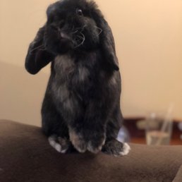 Rabbit Rabbit