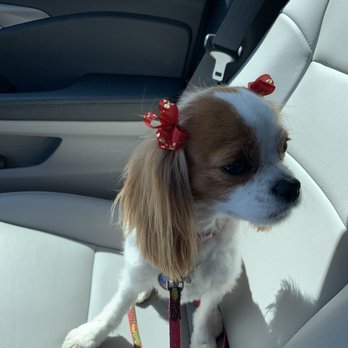 Ami Pet Grooming - My little girl and her medium summer cut - Pet Groomers Near Me - La Mirada, California