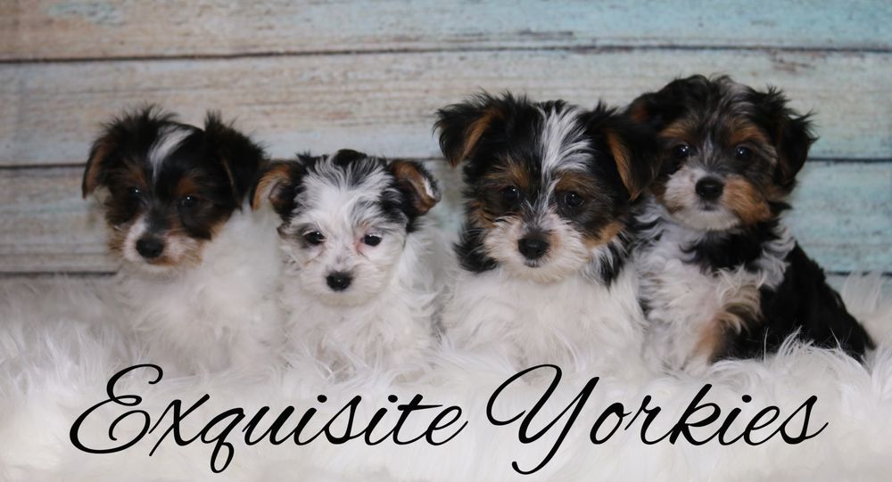 EXQUISITE YORKIES Spring, Texas Pet Breeders Phone Number Yelp
