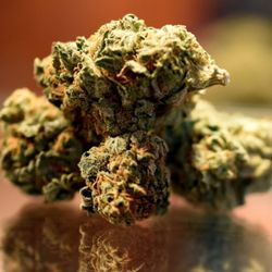 Strawberry Fields Cannabis Pueblo Central