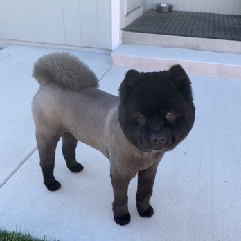 The Bark House - Our precious fur-baby - Pet Boarding Near Me - Sparks, Nevada The Bark House - Our precious fur-baby - Pet Boarding Near Me - Sparks, Nevada