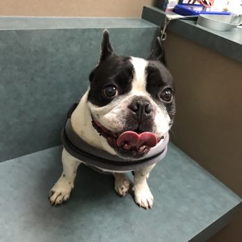 Dana Park Veterinary Hospital - Shots went well!!! - Veterinarians Near Me - Redding, California Dana Park Veterinary Hospital - Shots went well!!! - Veterinarians Near Me - Redding, California