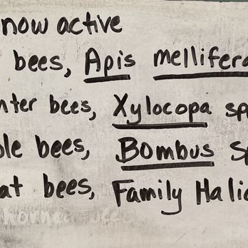 Haagen - Dazs Honey Bee Haven - Active bees! - Local Flavor Near Me - Davis, California