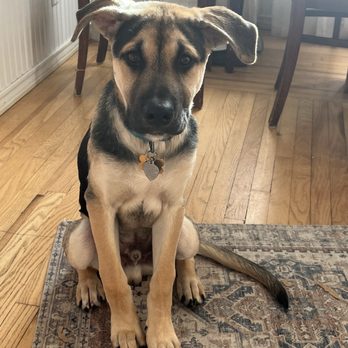 Zoom Room Dog Training - Baby Lenny - Pet Training Near Me - Thousand Oaks, California Zoom Room Dog Training - Baby Lenny - Pet Training Near Me - Thousand Oaks, California