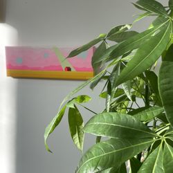 FivePoint Cannabis - More art by Slamo available in the cannabis gallery space