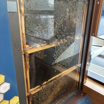 Museum of Science - Concerning bee habitat - Museums Near Me - Boston, Massachusetts Museum of Science - Concerning bee habitat - Museums Near Me - Boston, Massachusetts