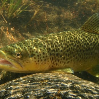Madison Valley Ranch - Brown trout underwater pic - Vacation Rentals Near Me - Ennis, Montana