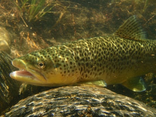 Madison Valley Ranch by null