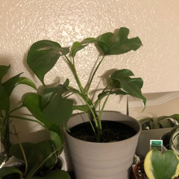 The Green Place - Mini monstera - Nurseries & Gardening Near Me - Fullerton, California The Green Place - Mini monstera - Nurseries & Gardening Near Me - Fullerton, California