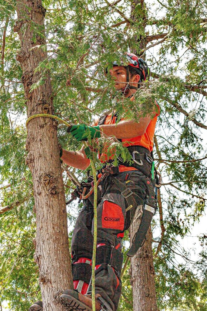 APEX TREE SERVICE - Updated July 2026 - Request a Quote - Kawartha ...