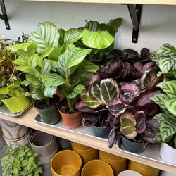 Leaf & Vine, Urban Plant Shop - prayer plants