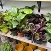 Leaf & Vine, Urban Plant Shop gift card
