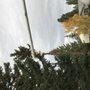 Photo of Aspen Tree Service