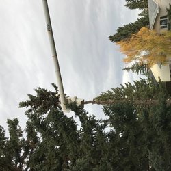 Aspen Tree Service