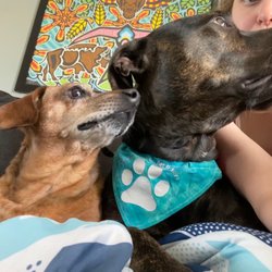 Cedar Canyon Pet Resort - Two well groomed pups.