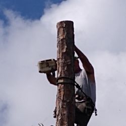 Local Tree Services Companies - FAQs