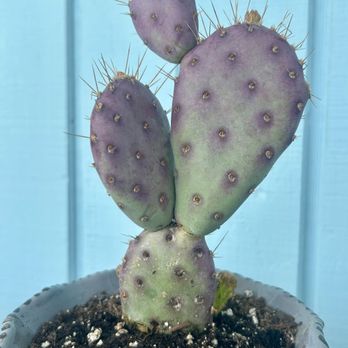 Ceremony Botanical Studio - 3/3 plants I brought home- purple prickly pear - Nurseries & Gardening Near Me - Wimberley, Texas