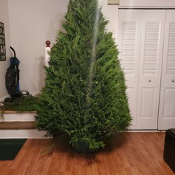 Ingemont Farms - Christmas tree from the farm