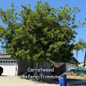 Andy's Tree Service - Carrotwood tree before trimming by Andy's Tree Service in Escondido - Tree Services Near Me - Escondido, California Andy's Tree Service - Carrotwood tree before trimming by Andy's Tree Service in Escondido - Tree Services Near Me - Escondido, California