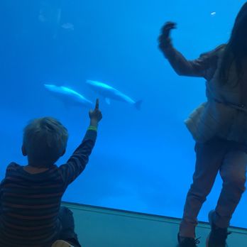 Shedd Aquarium - Aquariums Near Me - Chicago, Illinois Shedd Aquarium - Aquariums Near Me - Chicago, Illinois