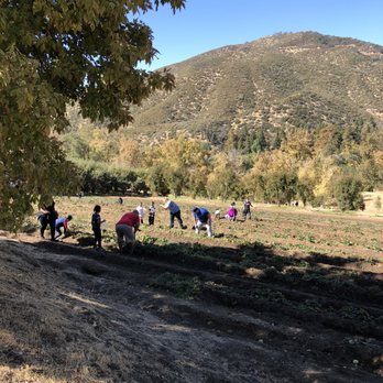 Riley's Farm - Strawberry slim pickings - Fruits & Veggies Near Me - Oak Glen, California Riley's Farm - Strawberry slim pickings - Fruits & Veggies Near Me - Oak Glen, California