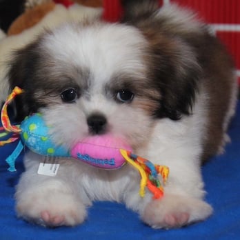 Parkers Precious Puppies - Pet Breeders Near Me - Hickory, North Carolina Parkers Precious Puppies - Pet Breeders Near Me - Hickory, North Carolina