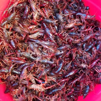 Crab Boil Catering - Caterers Near Me Crab Boil Catering - Caterers Near Me