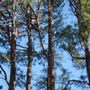 Photo of A.C. Gibbon's Tree Service