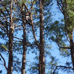A.C. Gibbon's Tree Service - can you see him way up in the pine trees?  Cut by hand, attention to detail, great company that did a wonderful job.