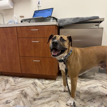 Whole Pet Veterinary Hospital Davidson - Veterinarians Near Me - Davidson, North Carolina Whole Pet Veterinary Hospital Davidson - Veterinarians Near Me - Davidson, North Carolina