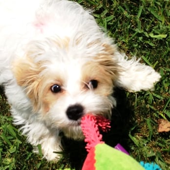 Animalhouse Pet Services - Potty training and playtime with our furry friend , Addy! - Pet Sitting Near Me - Dallas, Texas Animalhouse Pet Services - Potty training and playtime with our furry friend , Addy! - Pet Sitting Near Me - Dallas, Texas