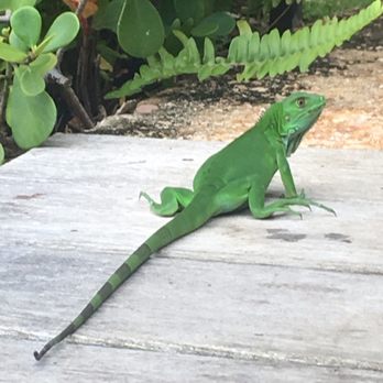 Royal Isabela - Mr. Lizard to you lol - Hotels Near Me - Isabela, Puerto Rico