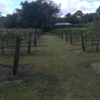 Fiorelli Winery & Vineyard - On my way to pavilion - Wineries Near Me - Bradenton, Florida