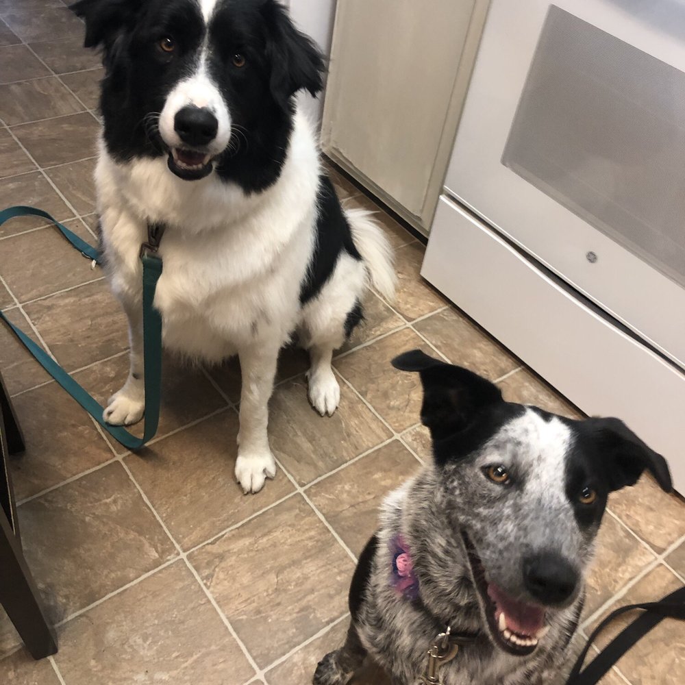 Bubbles & Bows Pet Spa - Both girls are so cute with their flowers! - Pet Groomers Near Me - Escalon, California Bubbles & Bows Pet Spa - Both girls are so cute with their flowers! - Pet Groomers Near Me - Escalon, California