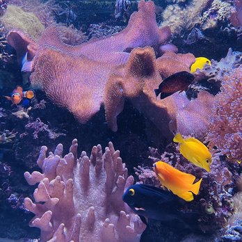 San Antonio Zoo - Zoos Near Me - San Antonio, Texas