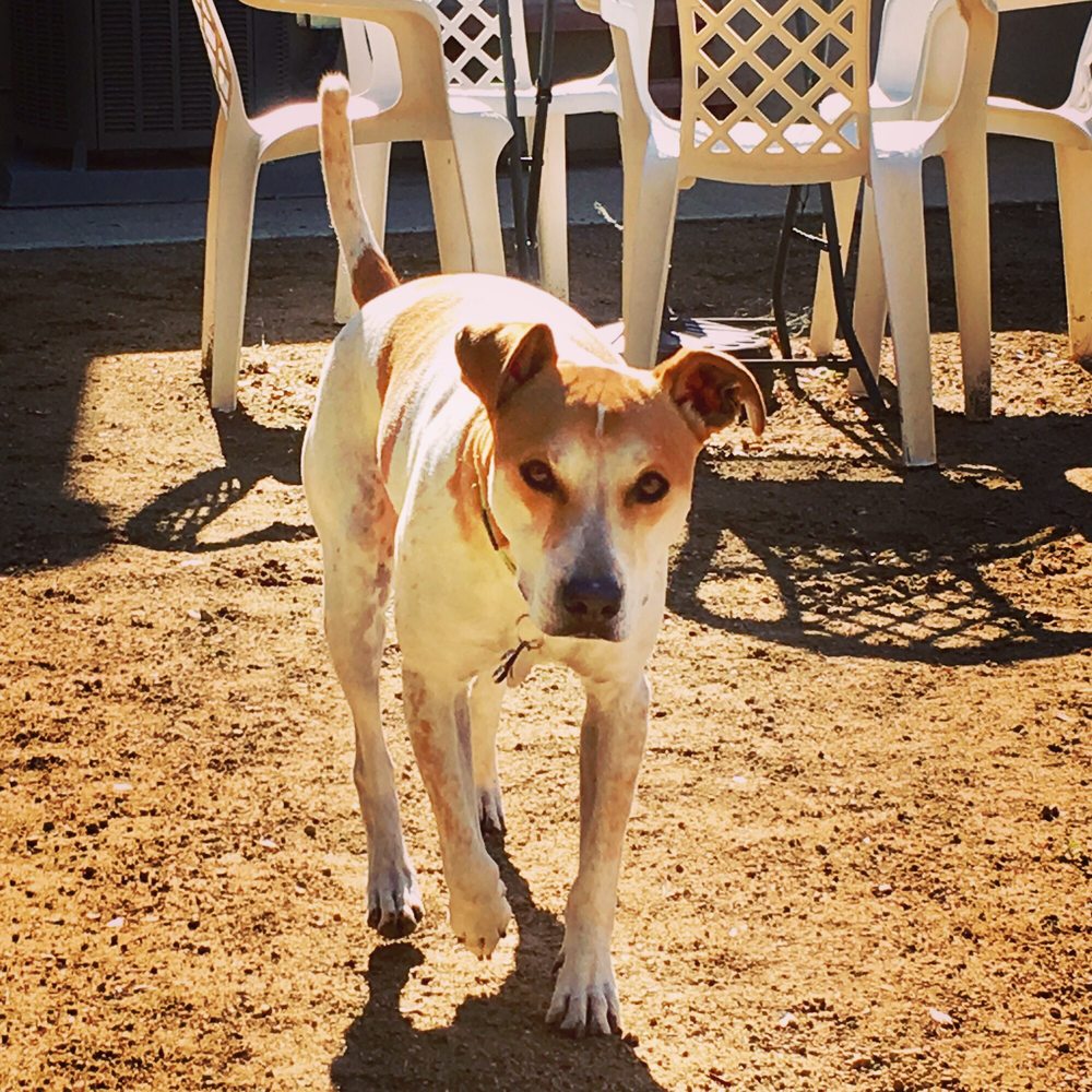 Newbury Bark - When your dog is safe and well taken care of, your mind is at ease. - Pet Sitting Near Me Newbury Bark - When your dog is safe and well taken care of, your mind is at ease. - Pet Sitting Near Me