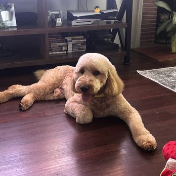 Cody & Miley Pet Grooming - Pet Groomers Near Me - Rosemead, California