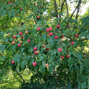 Botanischer Garten - A strawberry tree. - Botanical Gardens Near Me - Frankfurt, HE Botanischer Garten - A strawberry tree. - Botanical Gardens Near Me - Frankfurt, HE